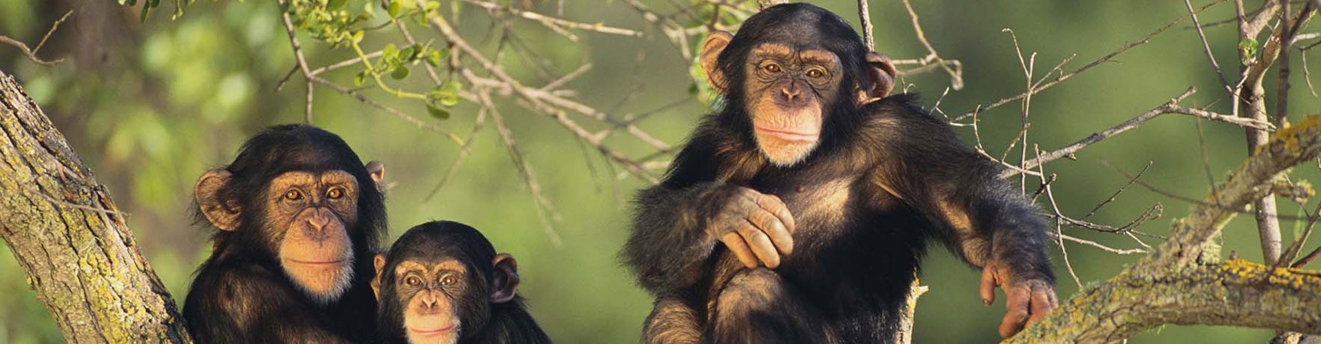 5-days-uganda-primate-and-gorilla-safari-banner