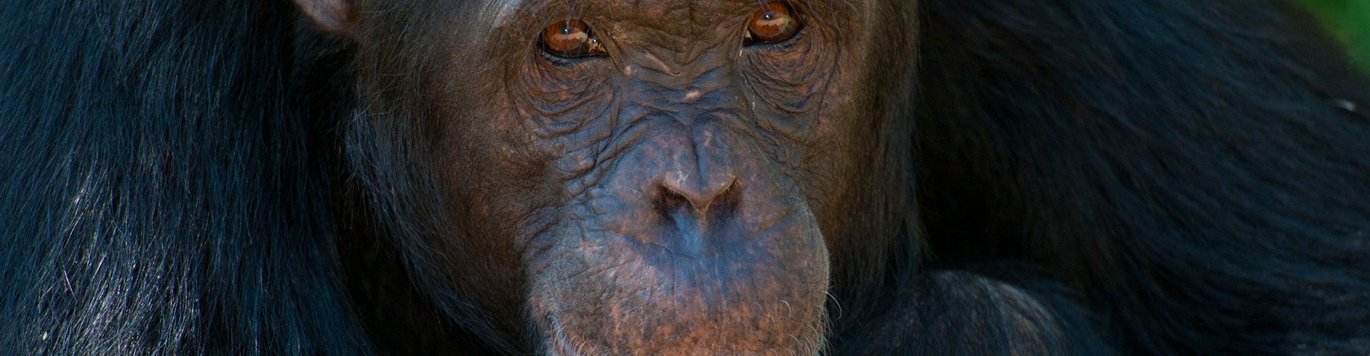 OlPejeta-chimp-project-Kenya-Safari-2