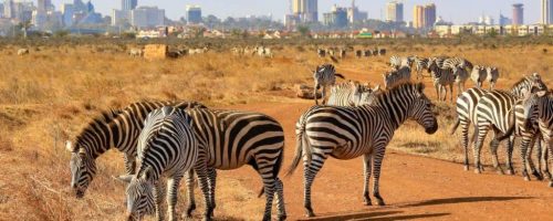 nairobi-national-park-1024x562